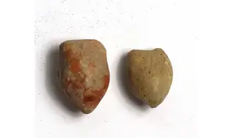 Digonella digona
