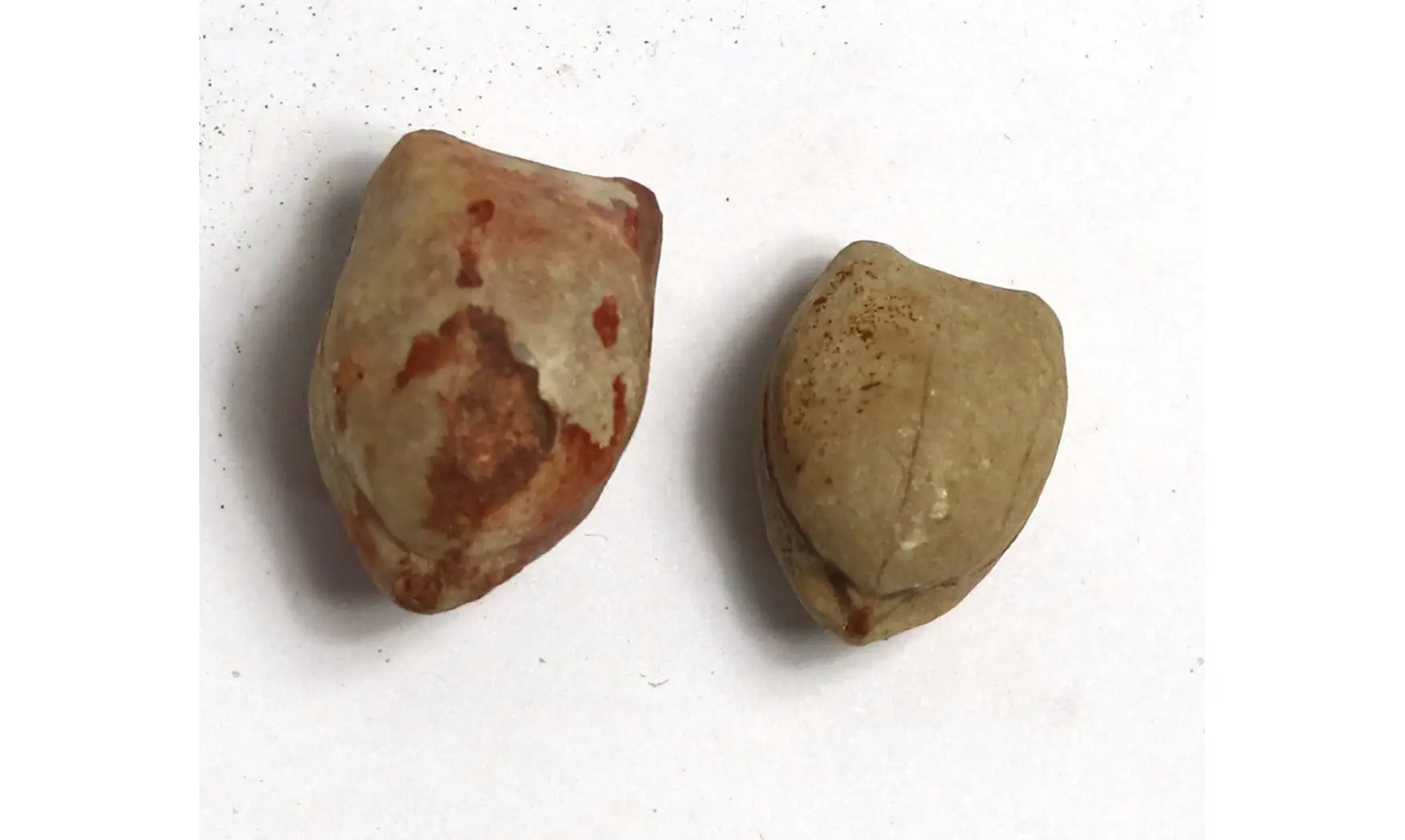 Digonella digona