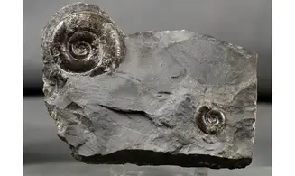 Psiloceras planorbis