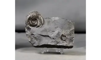 Psiloceras planorbis