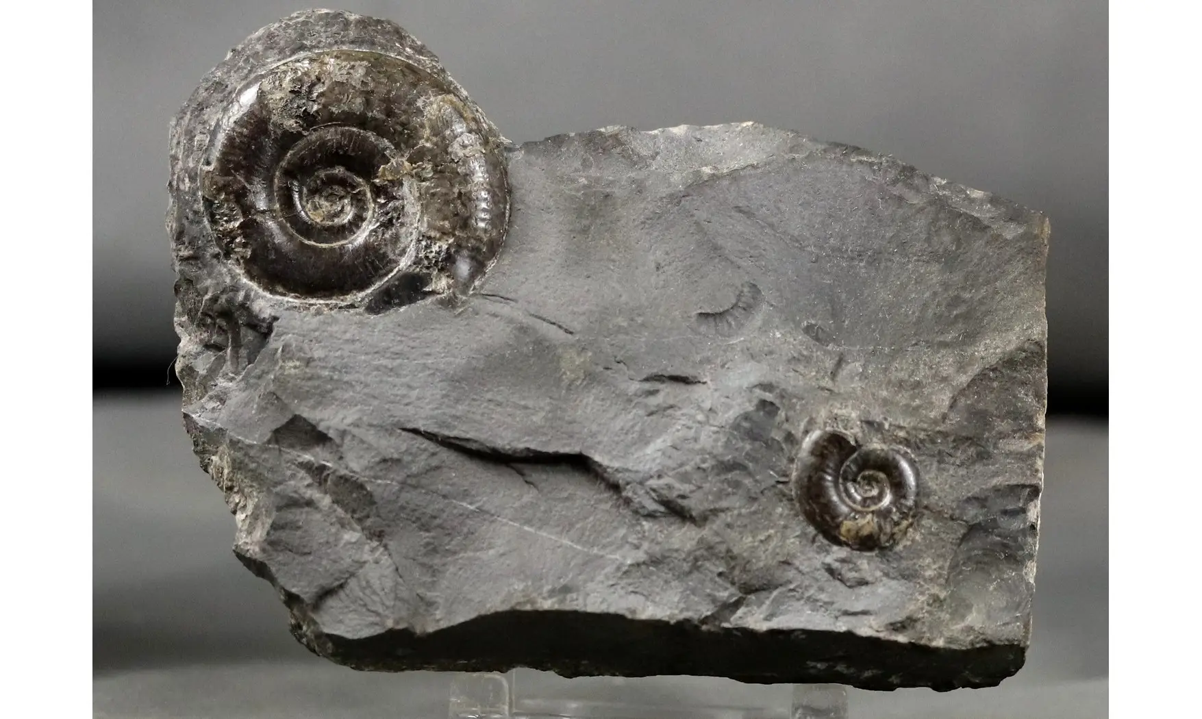 Psiloceras planorbis