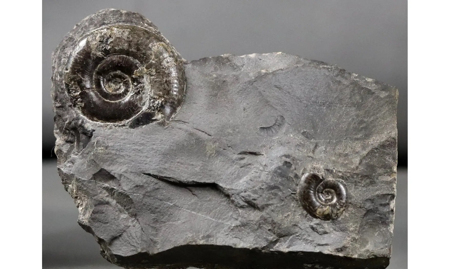 Psiloceras planorbis