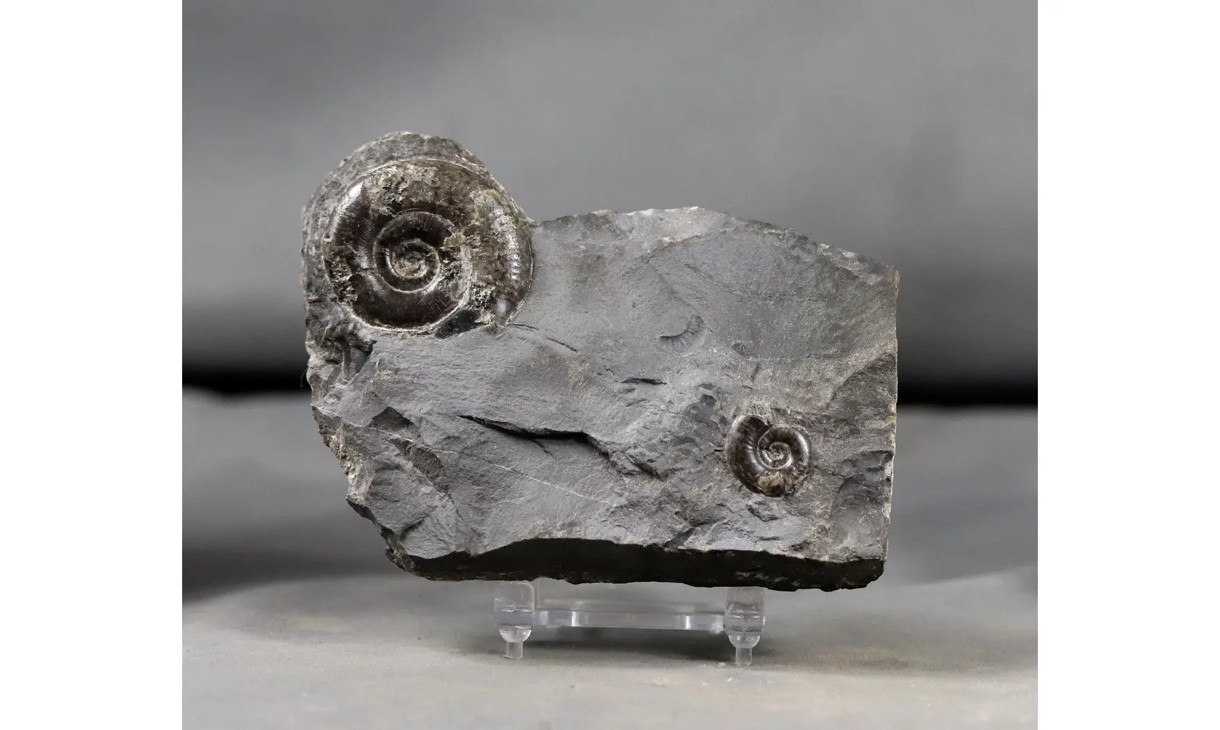 Psiloceras planorbis