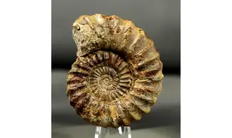 Aegoceras maculatum - Oistoceras
