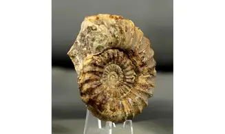 Aegoceras maculatum - Oistoceras
