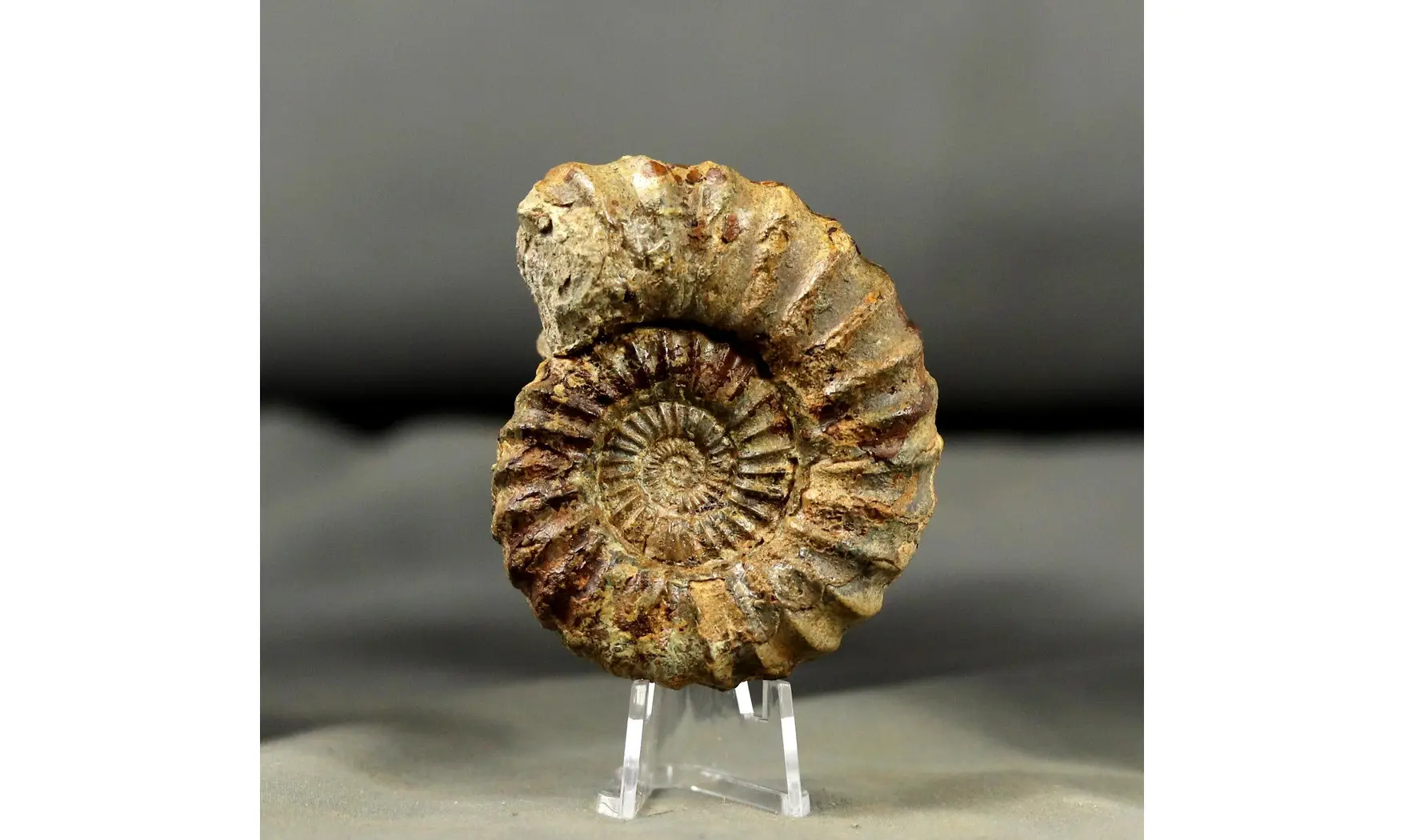 Aegoceras maculatum - Oistoceras