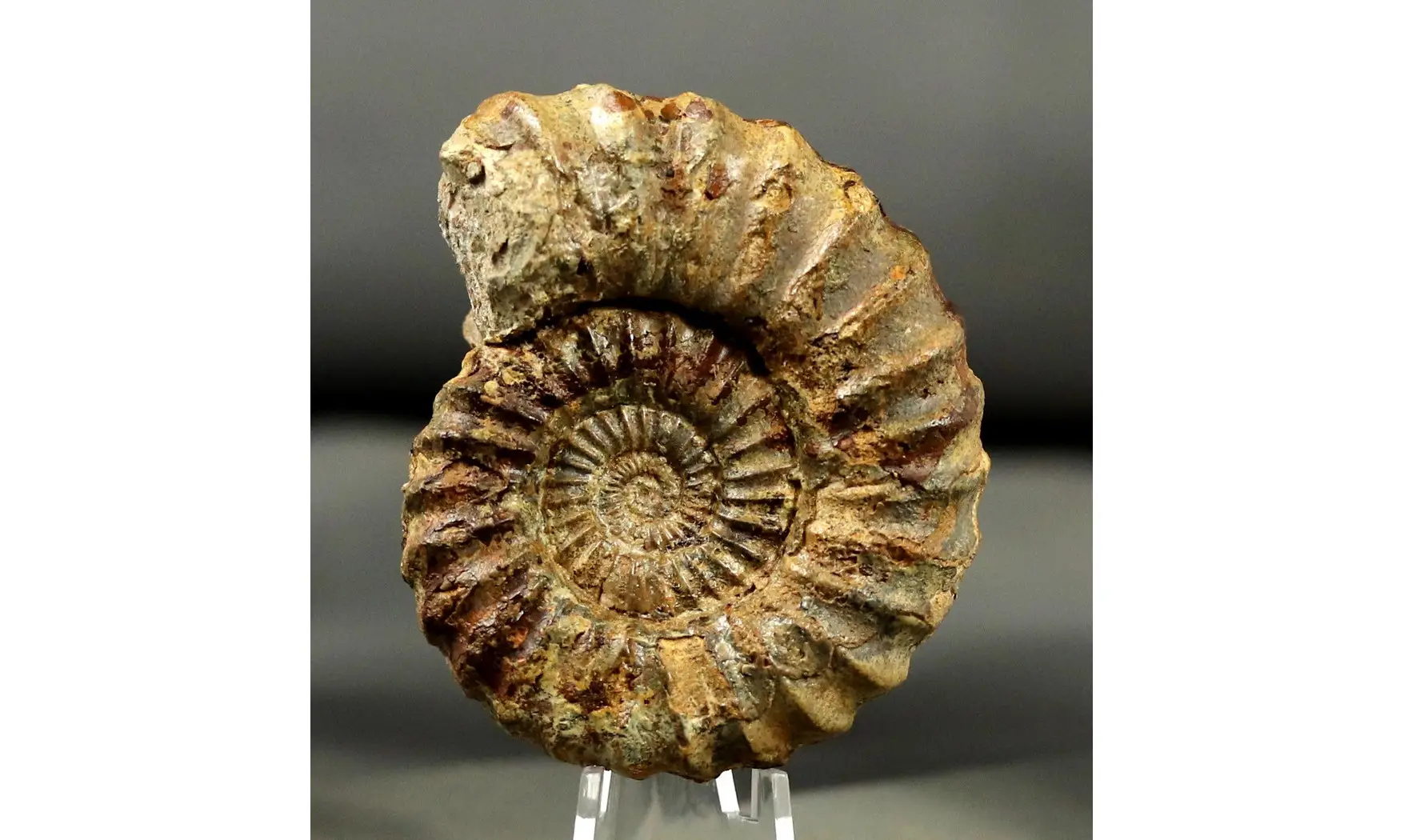 Aegoceras maculatum - Oistoceras