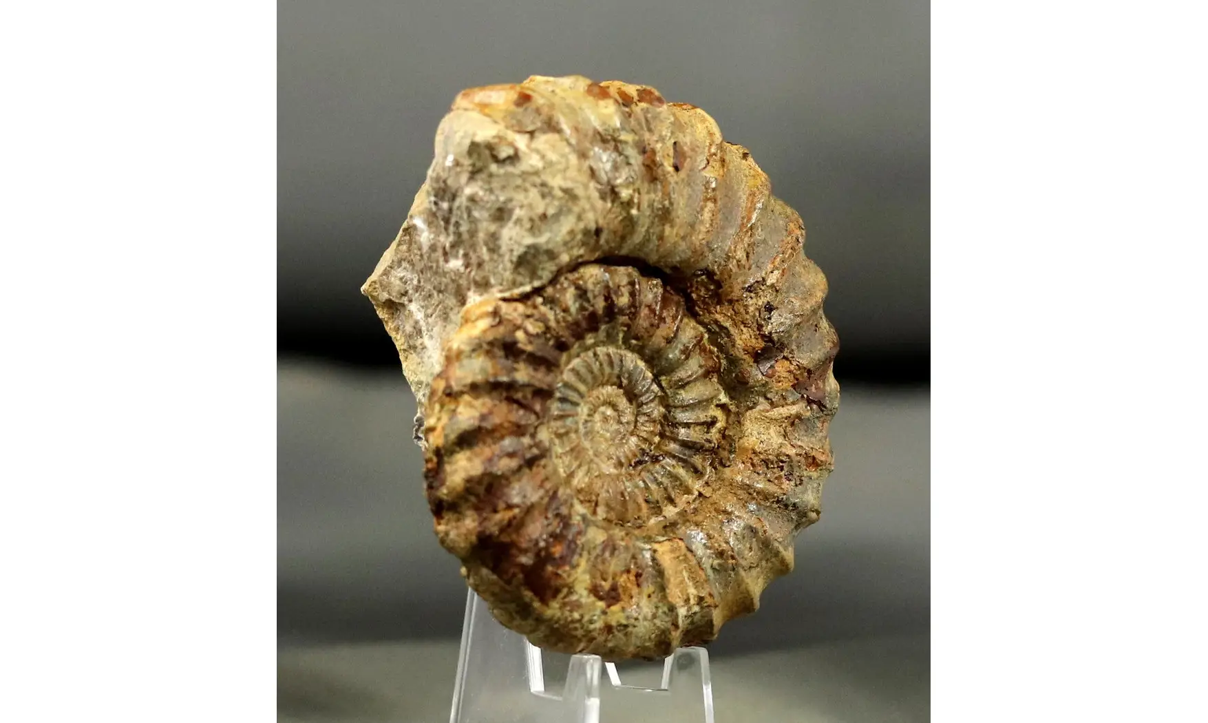 Aegoceras maculatum - Oistoceras