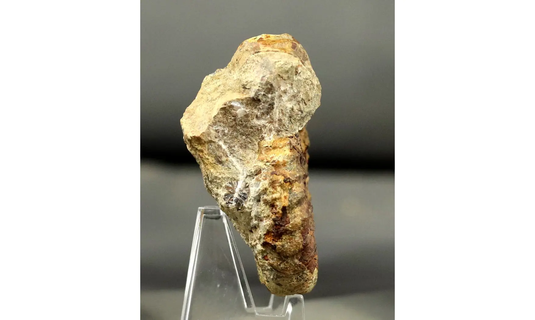 Aegoceras maculatum - Oistoceras
