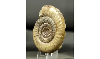 Leptechioceras macdonnelli