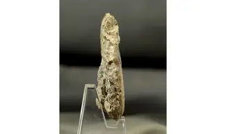 Leptechioceras macdonnelli