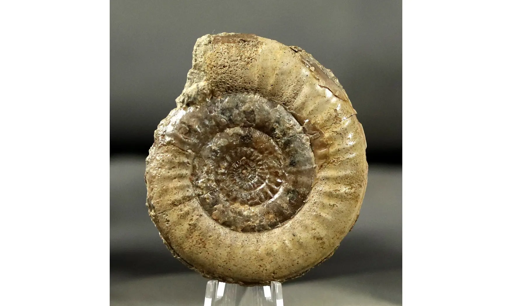 Leptechioceras macdonnelli