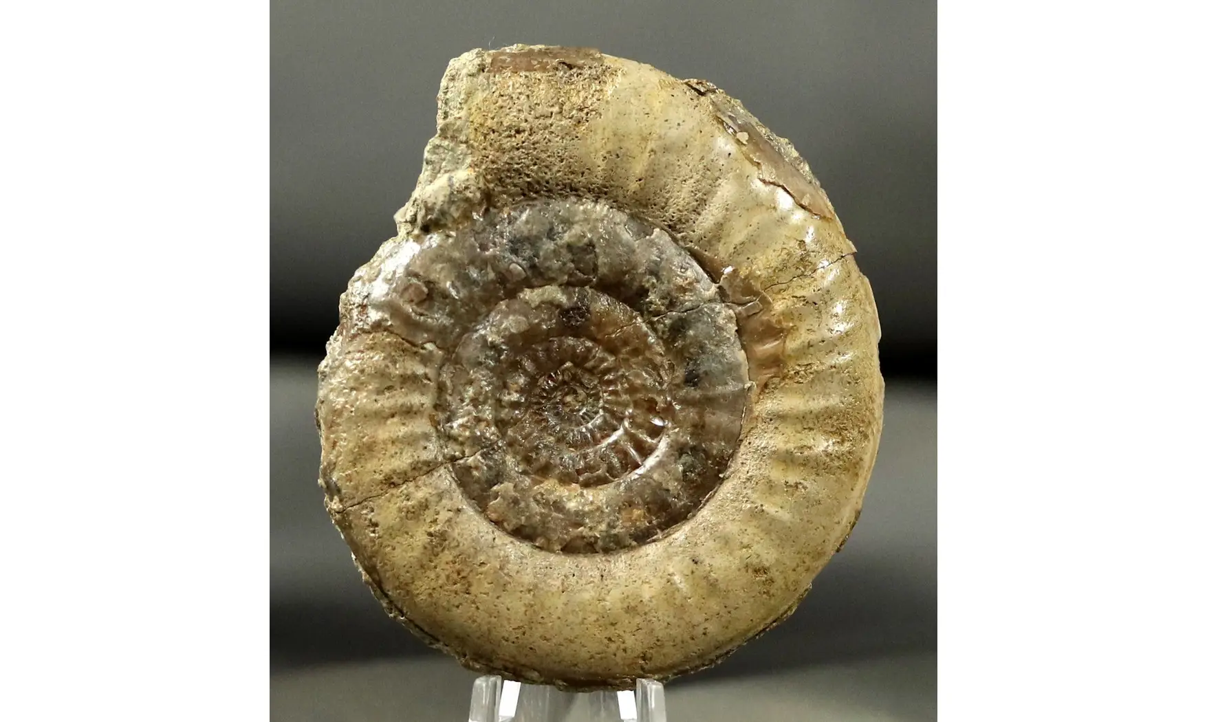 Leptechioceras macdonnelli