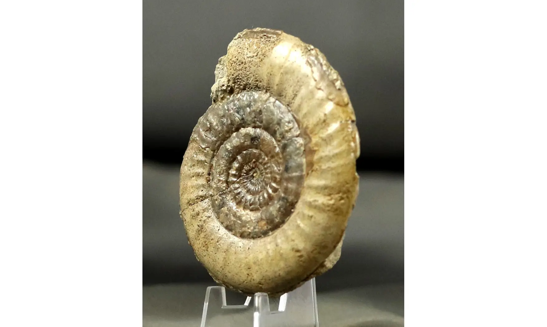 Leptechioceras macdonnelli