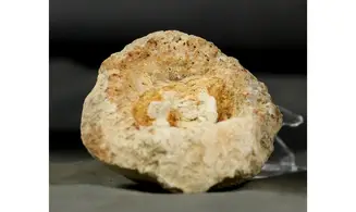 Chenendopora fungiformis