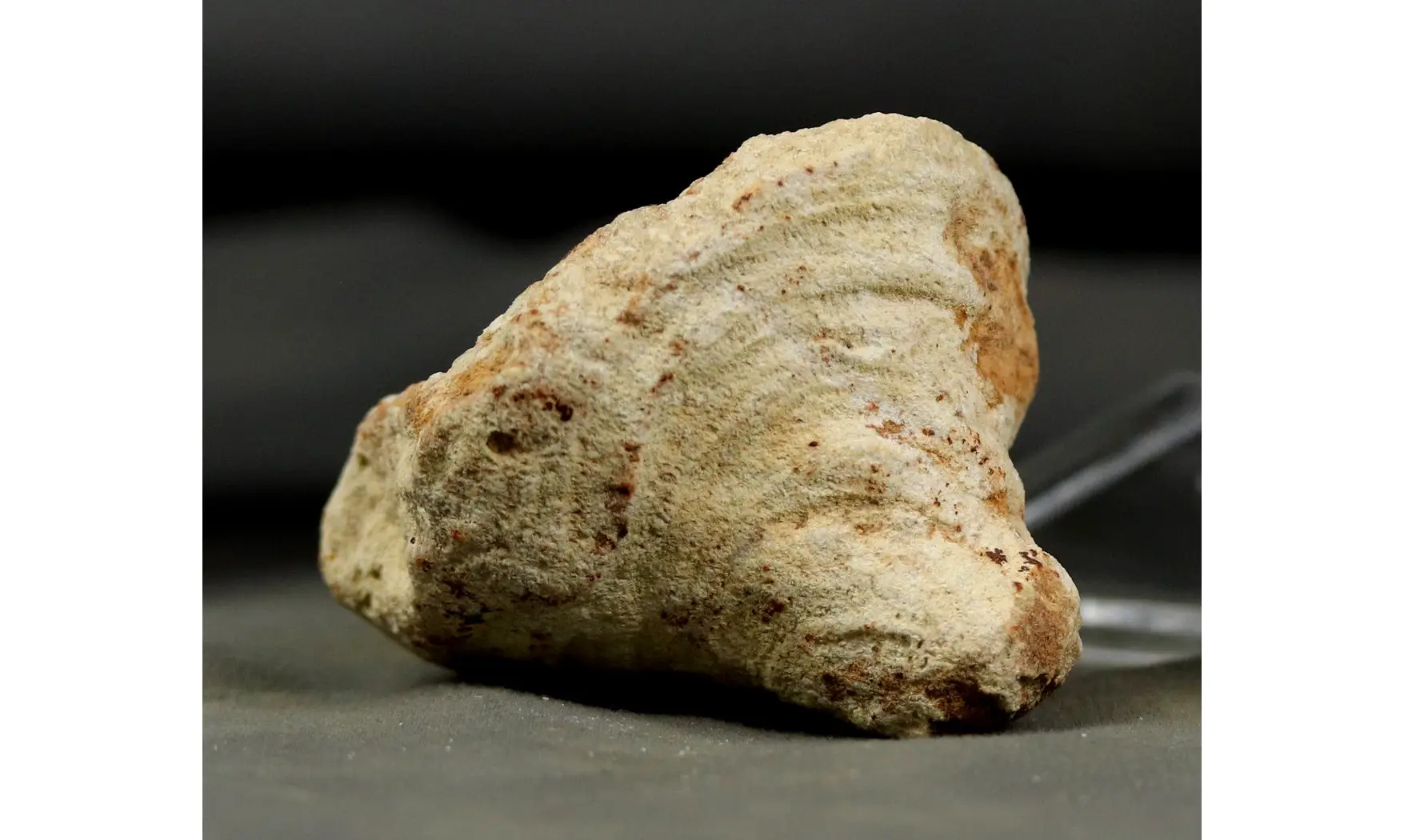 Chenendopora fungiformis