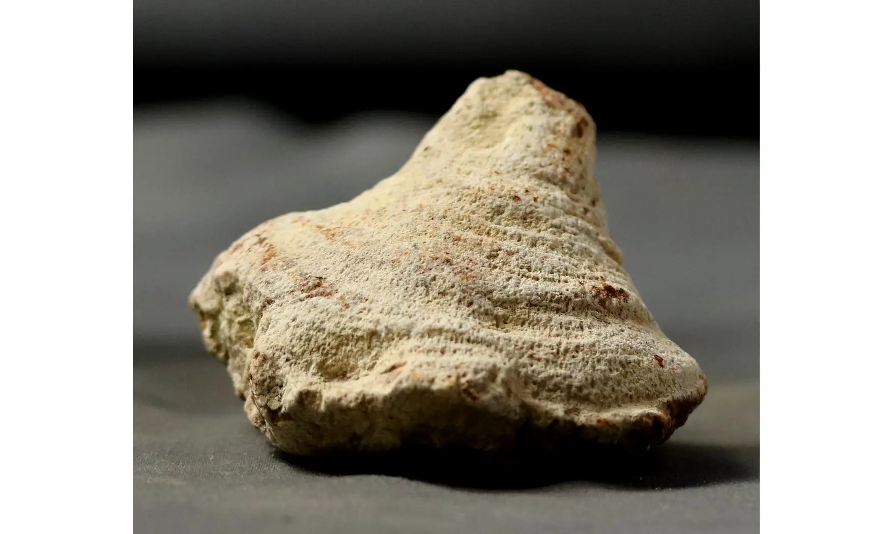 Chenendopora fungiformis