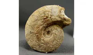 Glochiceras subclausum
