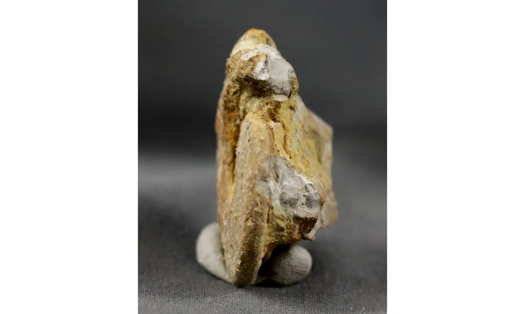Glochiceras subclausum