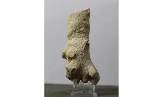 Pocillospongia lapicida