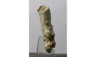Pocillospongia lapicida