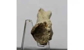 Pocillospongia lapicida