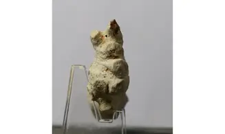 Pocillospongia lapicida