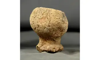 Rhysospongia pictonica