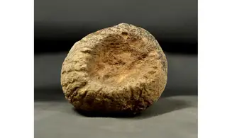 Rhysospongia pictonica