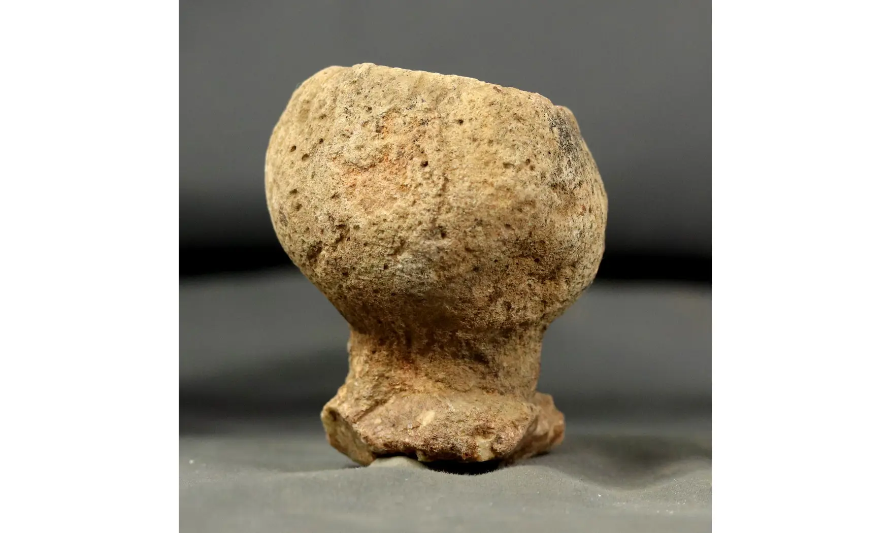 Rhysospongia pictonica