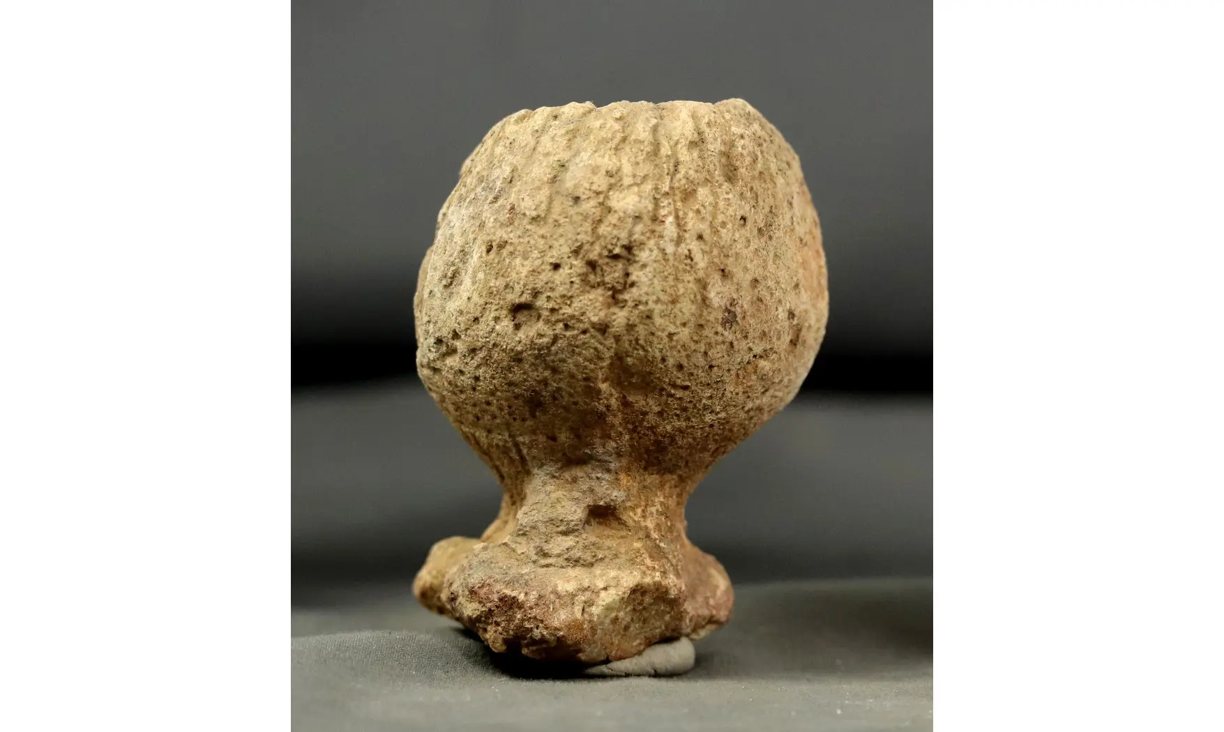 Rhysospongia pictonica