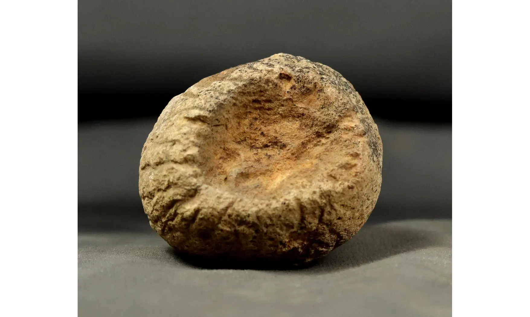 Rhysospongia pictonica