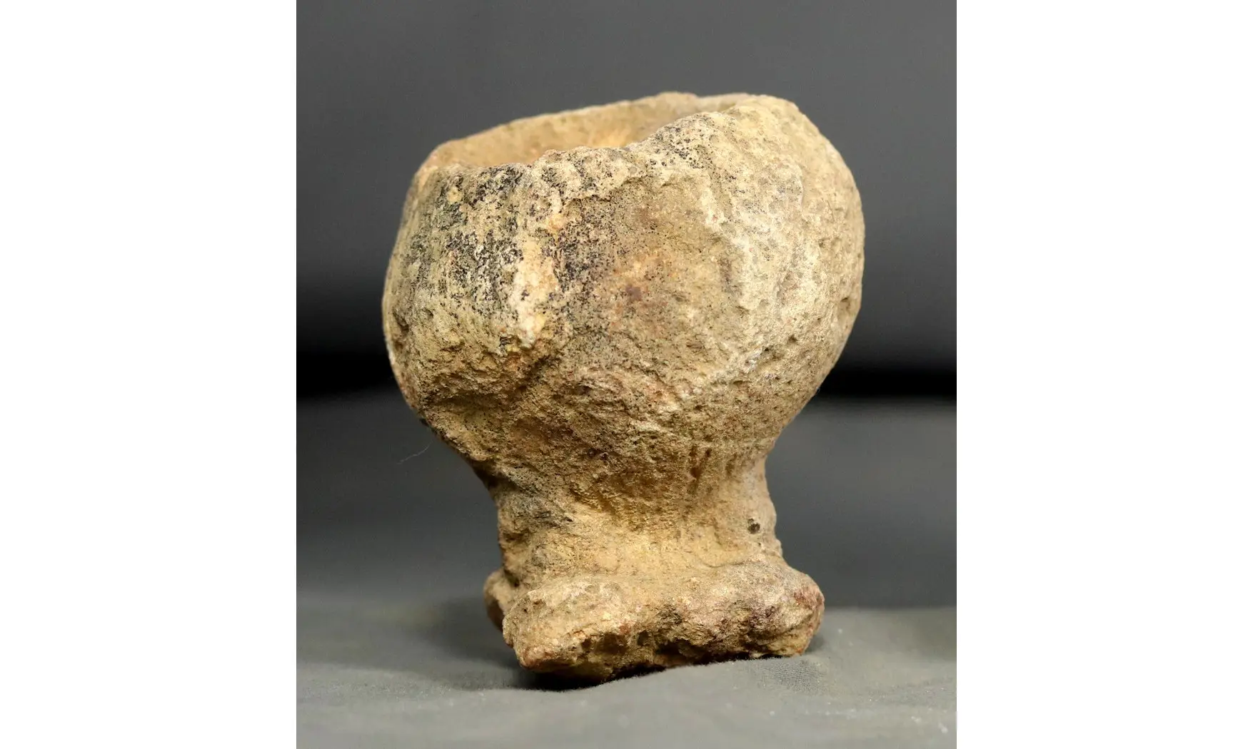Rhysospongia pictonica