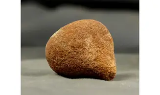 Siphonia decipiens