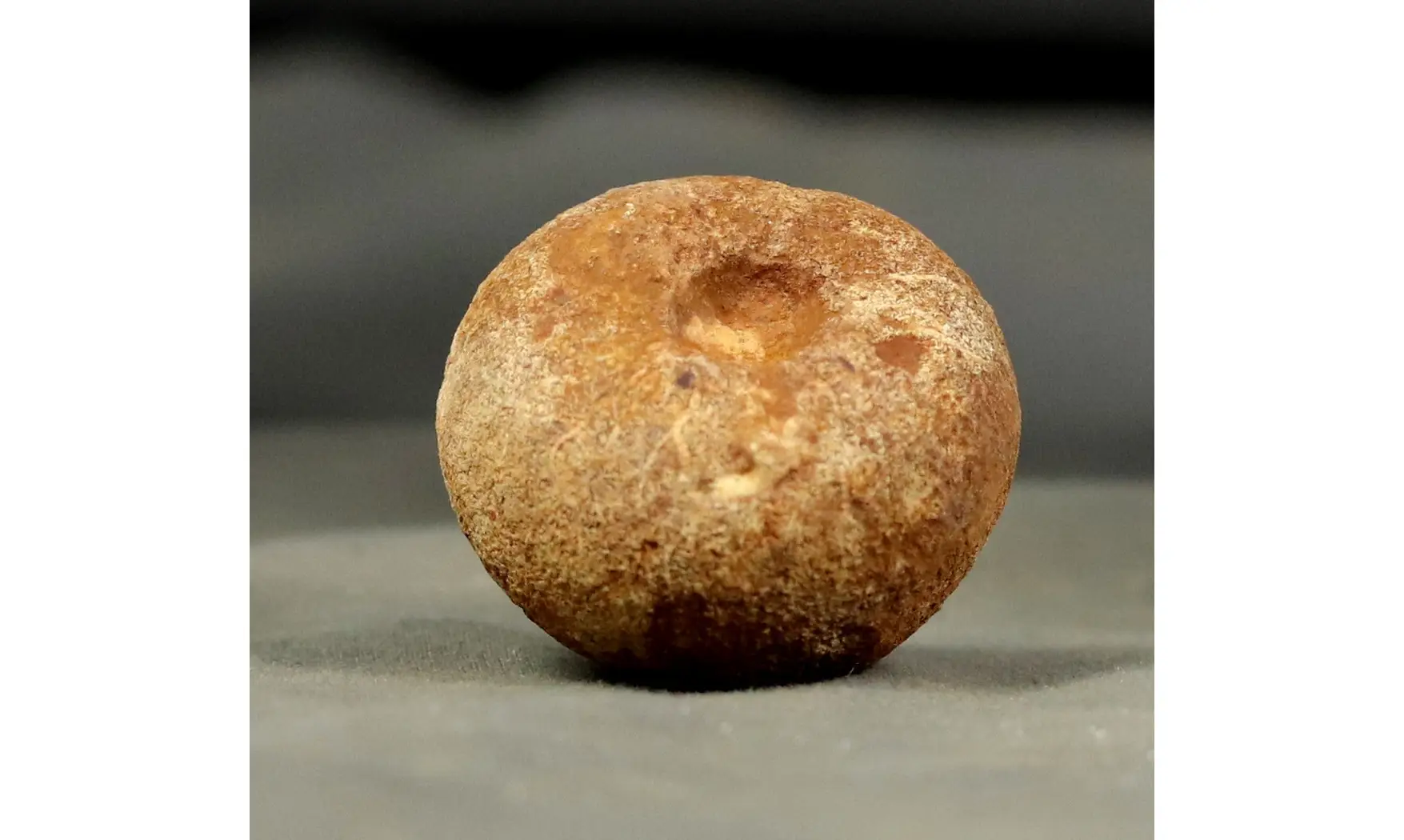 Siphonia decipiens
