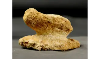 Rhysospongia digitata
