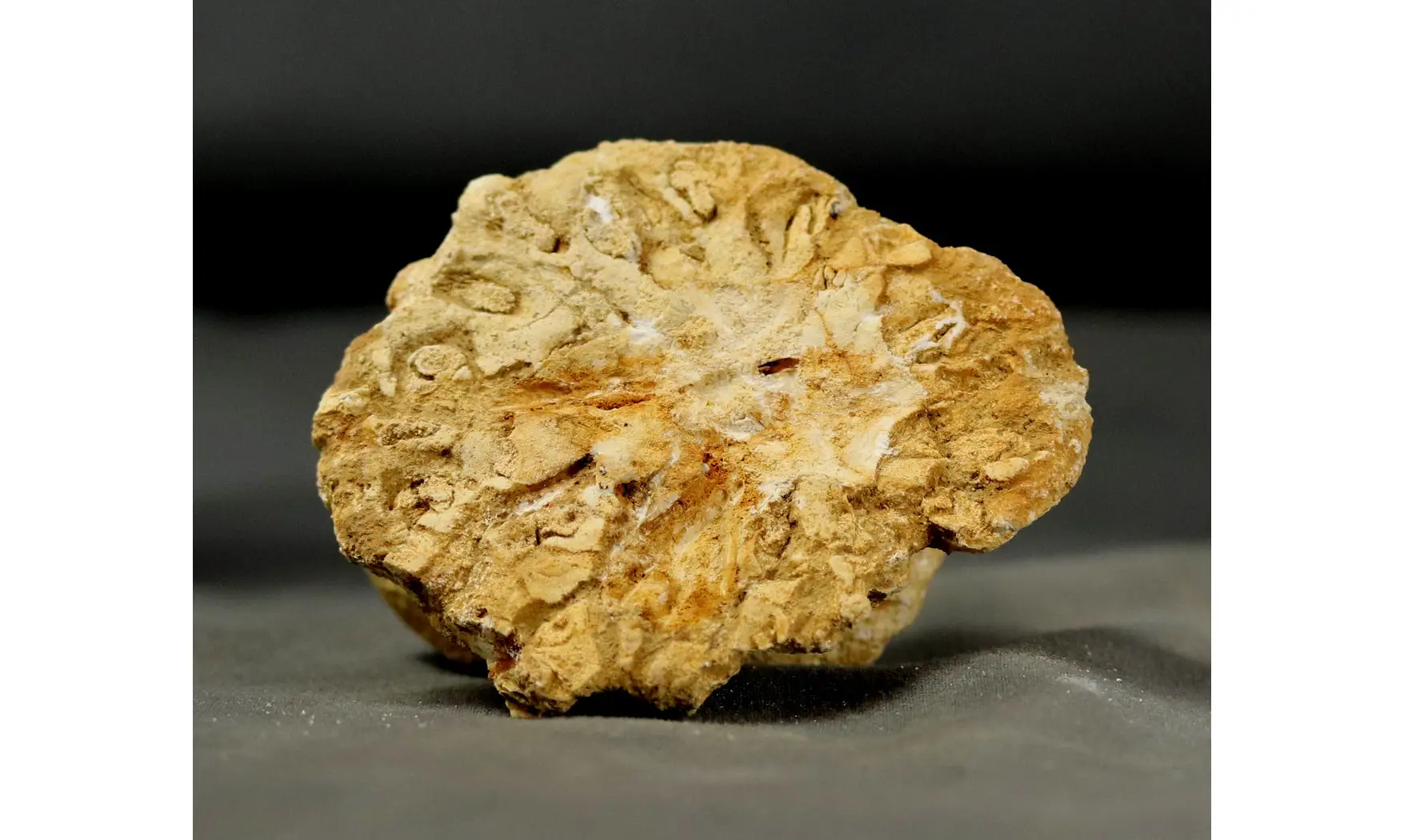 Rhysospongia digitata