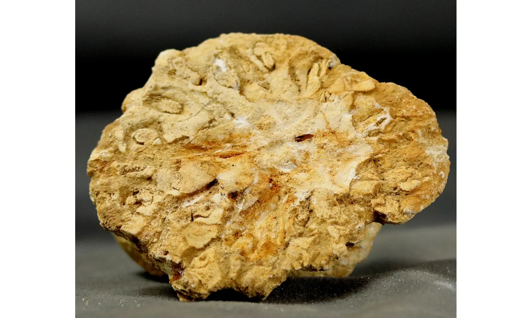 Rhysospongia digitata