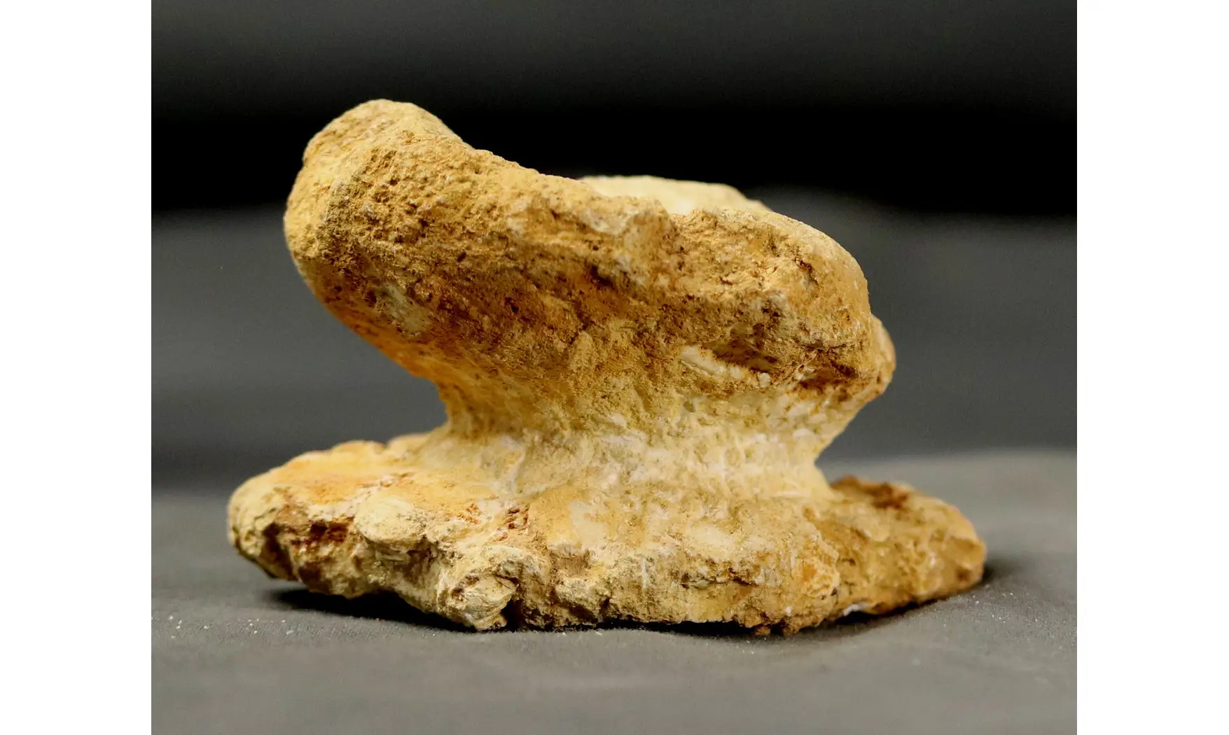 Rhysospongia digitata