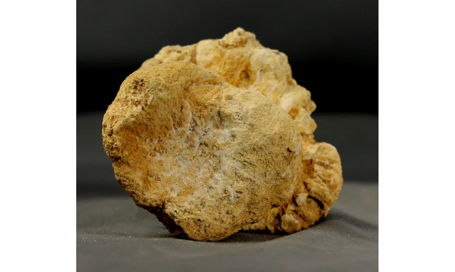 Rhysospongia digitata