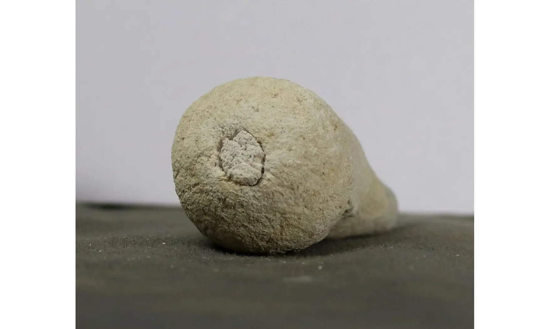 Siphonia piriformis