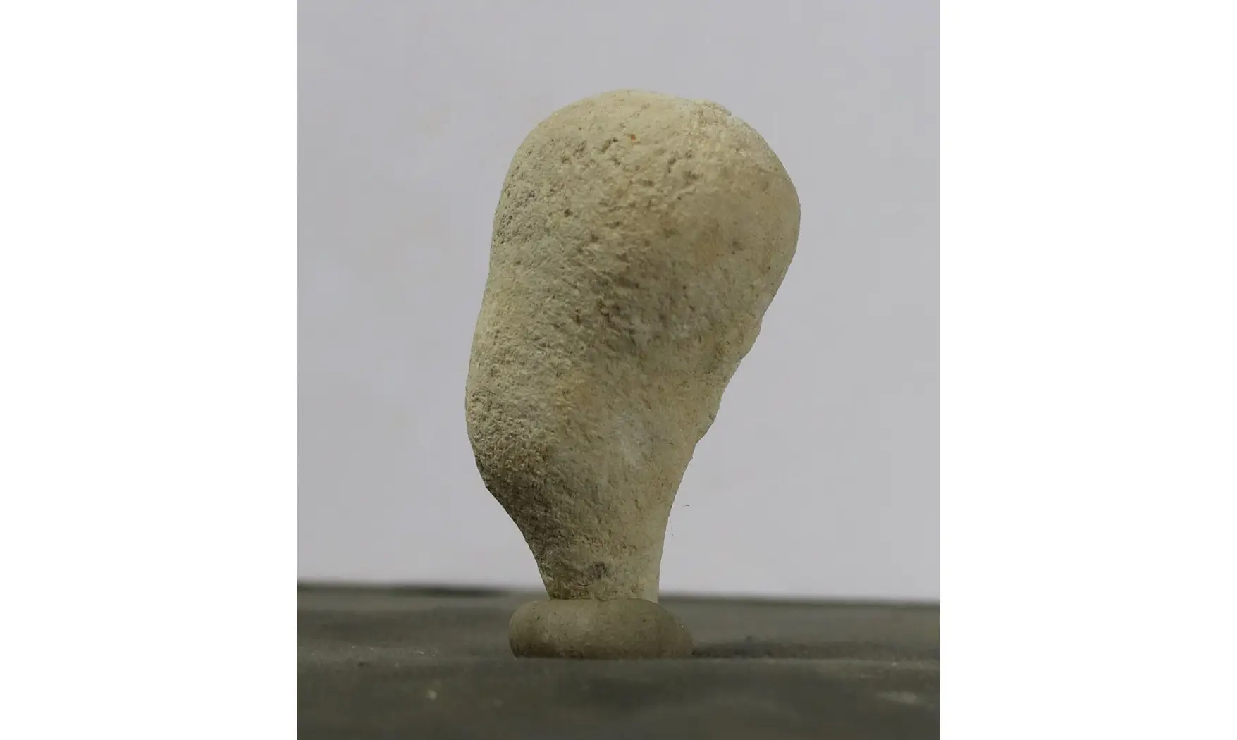 Siphonia piriformis