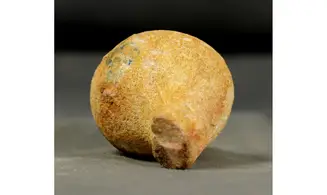 Rhysospongia cyathiformis