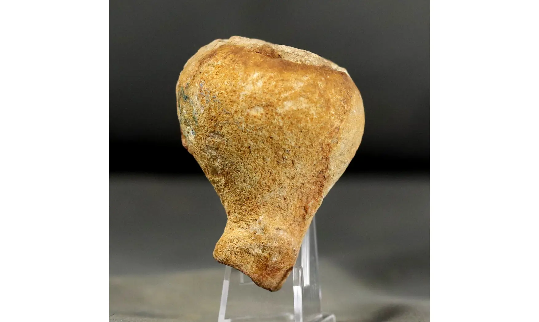 Rhysospongia cyathiformis