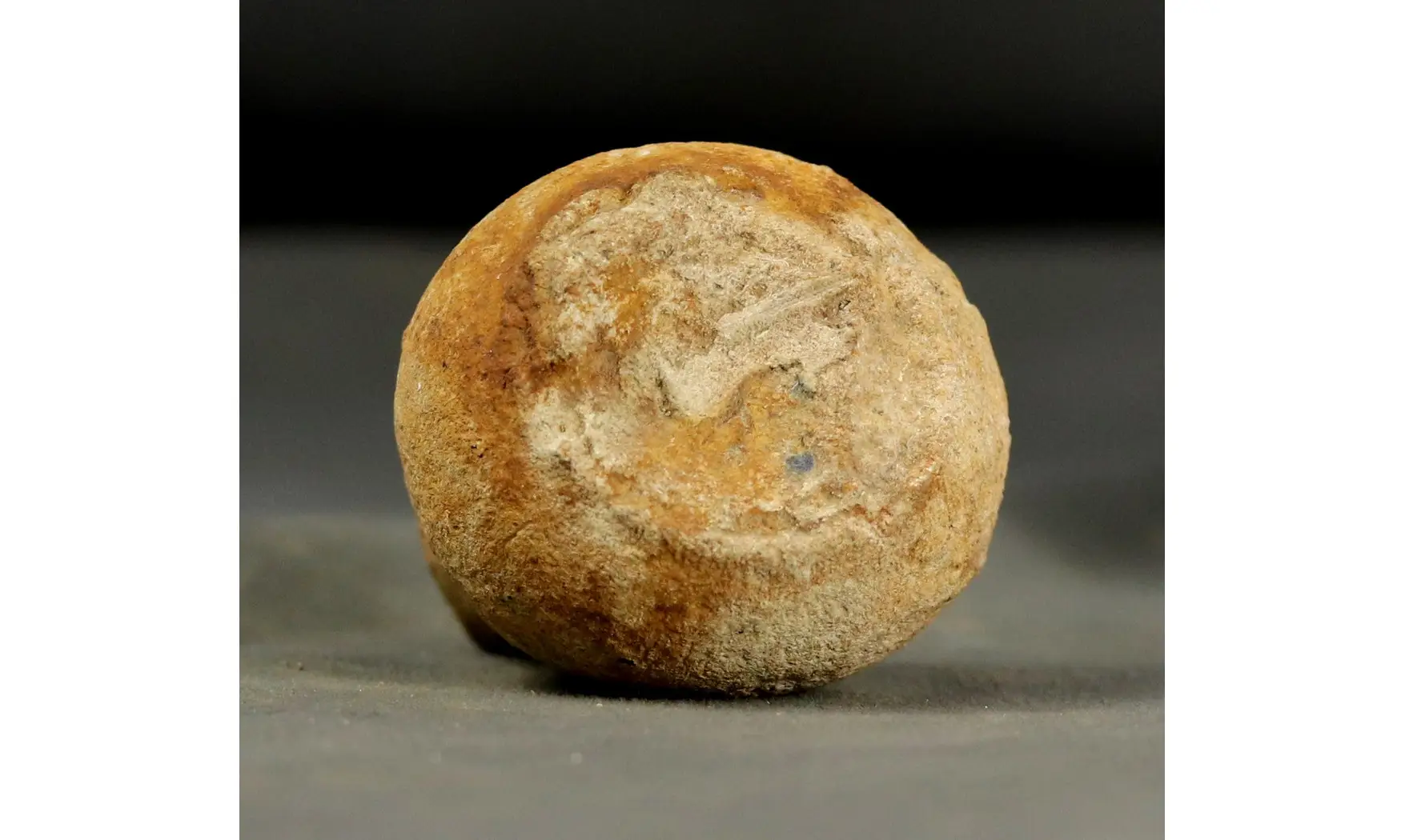 Rhysospongia cyathiformis