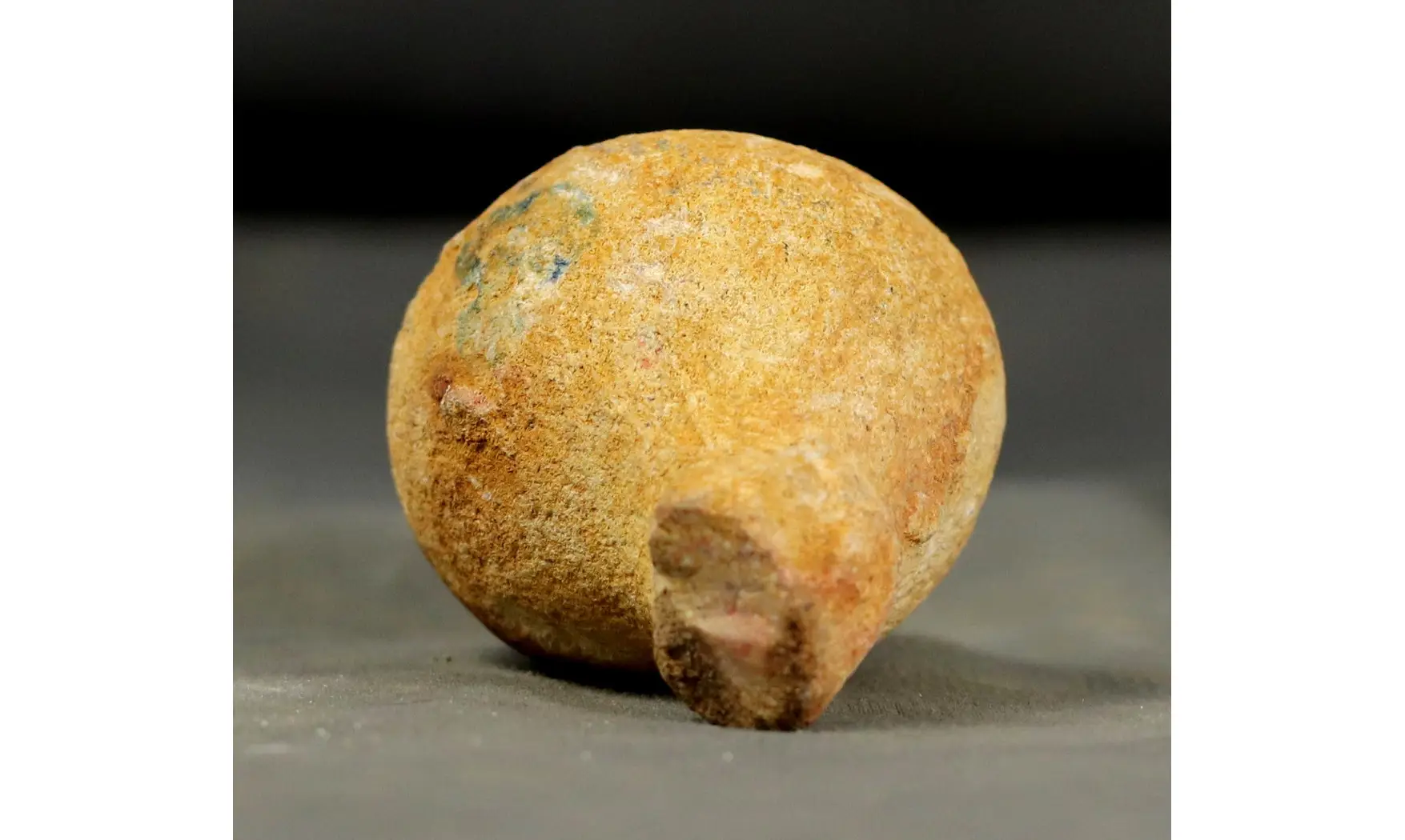 Rhysospongia cyathiformis
