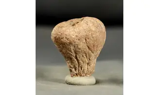 Rhysospongia cyathiformis