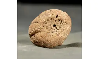 Rhysospongia cyathiformis