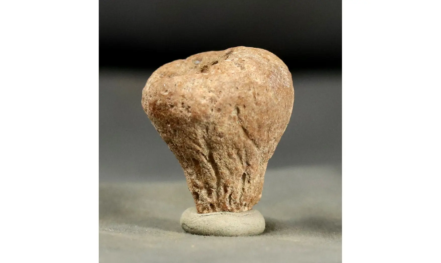 Rhysospongia cyathiformis