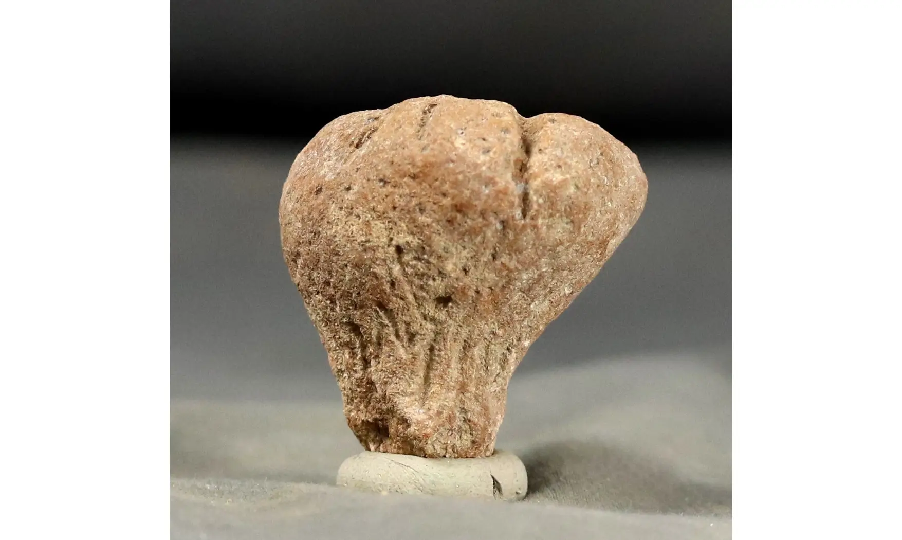 Rhysospongia cyathiformis